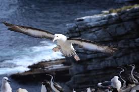 Image result for Thalassarche melanophris