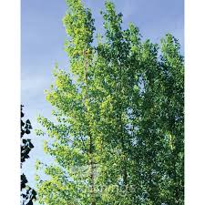 Attēlu rezultāti vaicājumam “Populus x gileadensis”