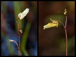 Attēlu rezultāti vaicājumam “Utricularia minor bud”