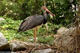 Attēlu rezultāti vaicājumam “Ciconia nigra”