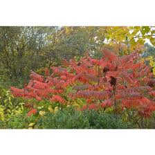 Attēlu rezultāti vaicājumam “Rhus typhina”