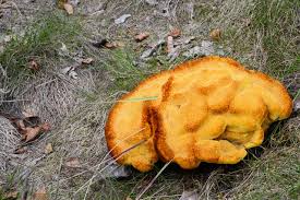 Attēlu rezultāti vaicājumam “Phaeolus schweinitzii”