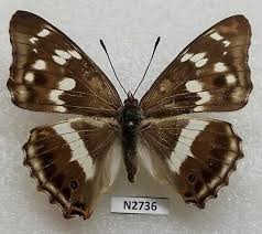 Attēlu rezultāti vaicājumam “Apatura iris male”