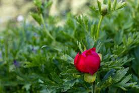 Attēlu rezultāti vaicājumam “Paeoniaceae”