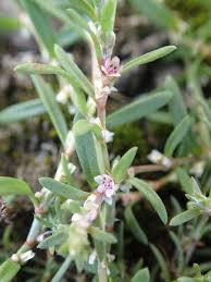 Attēlu rezultāti vaicājumam “Polygonum aviculare flower”