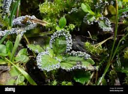 Attēlu rezultāti vaicājumam “Physarum leucopus”
