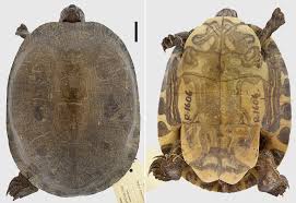 Attēlu rezultāti vaicājumam “Reticularia sp.”