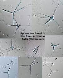 Attēlu rezultāti vaicājumam “Badhamiopsis ainoae spores”