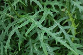 Attēlu rezultāti vaicājumam “Cirsium x rigens leaf”