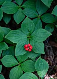 Attēlu rezultāti vaicājumam “Rubus saxatilis”