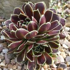 Attēlu rezultāti vaicājumam “Jovibarba globifera flower”