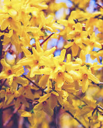 Attēlu rezultāti vaicājumam “Forsythia suspensa flower”
