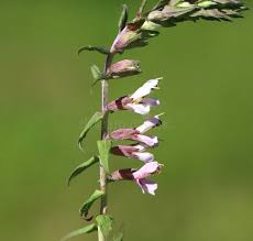 Attēlu rezultāti vaicājumam “Odontites vulgaris leaf”