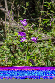 Attēlu rezultāti vaicājumam “Campanula latifolia fruit”