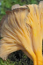 Attēlu rezultāti vaicājumam “Cantharellus lutescens”