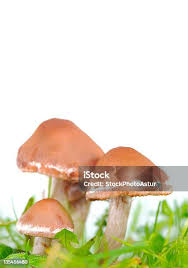 Attēlu rezultāti vaicājumam “Rozites caperata”