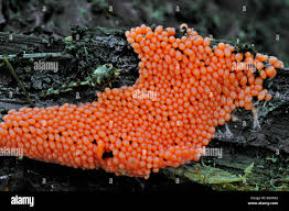 Attēlu rezultāti vaicājumam “Hemitrichia decipiens young”