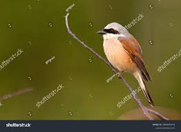 Attēlu rezultāti vaicājumam “Lanius collurio”