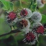 Attēlu rezultāti vaicājumam “Arctium tomentosum fruit”