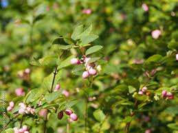 Attēlu rezultāti vaicājumam “Symphoricarpos x chenaultii”