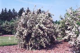 Attēlu rezultāti vaicājumam “Philadelphus lemoinei”