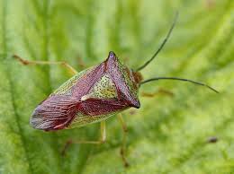 Attēlu rezultāti vaicājumam “Acanthosoma haemorrhoidale”