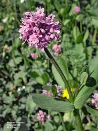 Attēlu rezultāti vaicājumam “Valerianaceae”