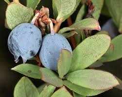 Attēlu rezultāti vaicājumam “Vaccinium uliginosum flower”