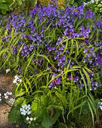 Attēlu rezultāti vaicājumam “Lathyrus vernus”