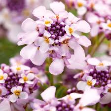 Image result for Schleifenblume