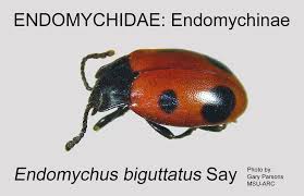 Attēlu rezultāti vaicājumam “Endomychidae”