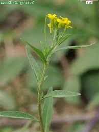 Attēlu rezultāti vaicājumam “Erysimum cheiranthoides leaf”