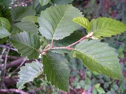 Attēlu rezultāti vaicājumam “Alnus incana leaf”