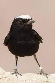 Image result for Oenanthe leucopyga