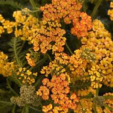 Image result for Achillea millefolium
