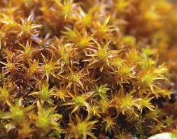 Attēlu rezultāti vaicājumam “Didymodon fallax var. brevifolius”