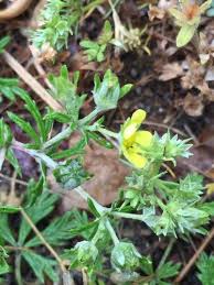 Attēlu rezultāti vaicājumam “Potentilla argentea fruit”