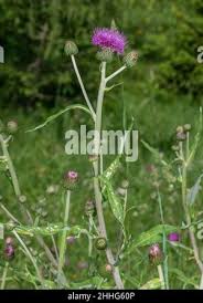 Attēlu rezultāti vaicājumam “Cirsium heterophyllum leaf”