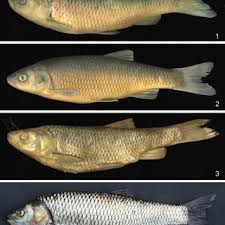 Image result for Squalius cephalus cavedanus