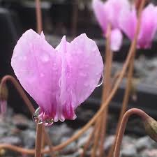 Attēlu rezultāti vaicājumam “Cyclamen hederifolium”