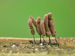 Attēlu rezultāti vaicājumam “Stemonitopsis sp.”