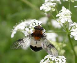 Attēlu rezultāti vaicājumam “Leucozona lucorum”