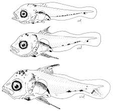 Image result for Lutjanus analis