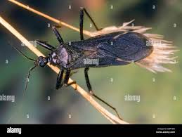 Attēlu rezultāti vaicājumam “Reduvius personatus”