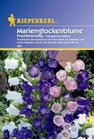 Image result for Marienglockenblumen