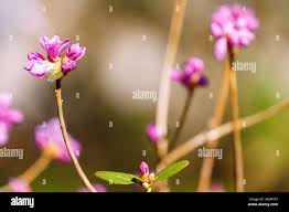 Attēlu rezultāti vaicājumam “Rhododendron sichotense flower”