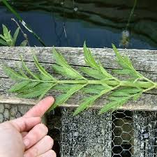 Attēlu rezultāti vaicājumam “Cicuta virosa”