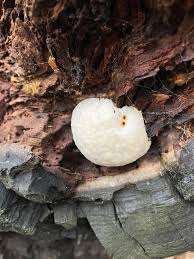Attēlu rezultāti vaicājumam “Reticularia lycoperdon spores”