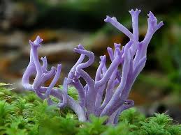 Attēlu rezultāti vaicājumam “Ramariopsis pulchella”