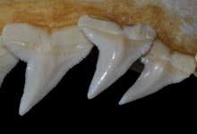 Image result for Carcharhinus acronotus